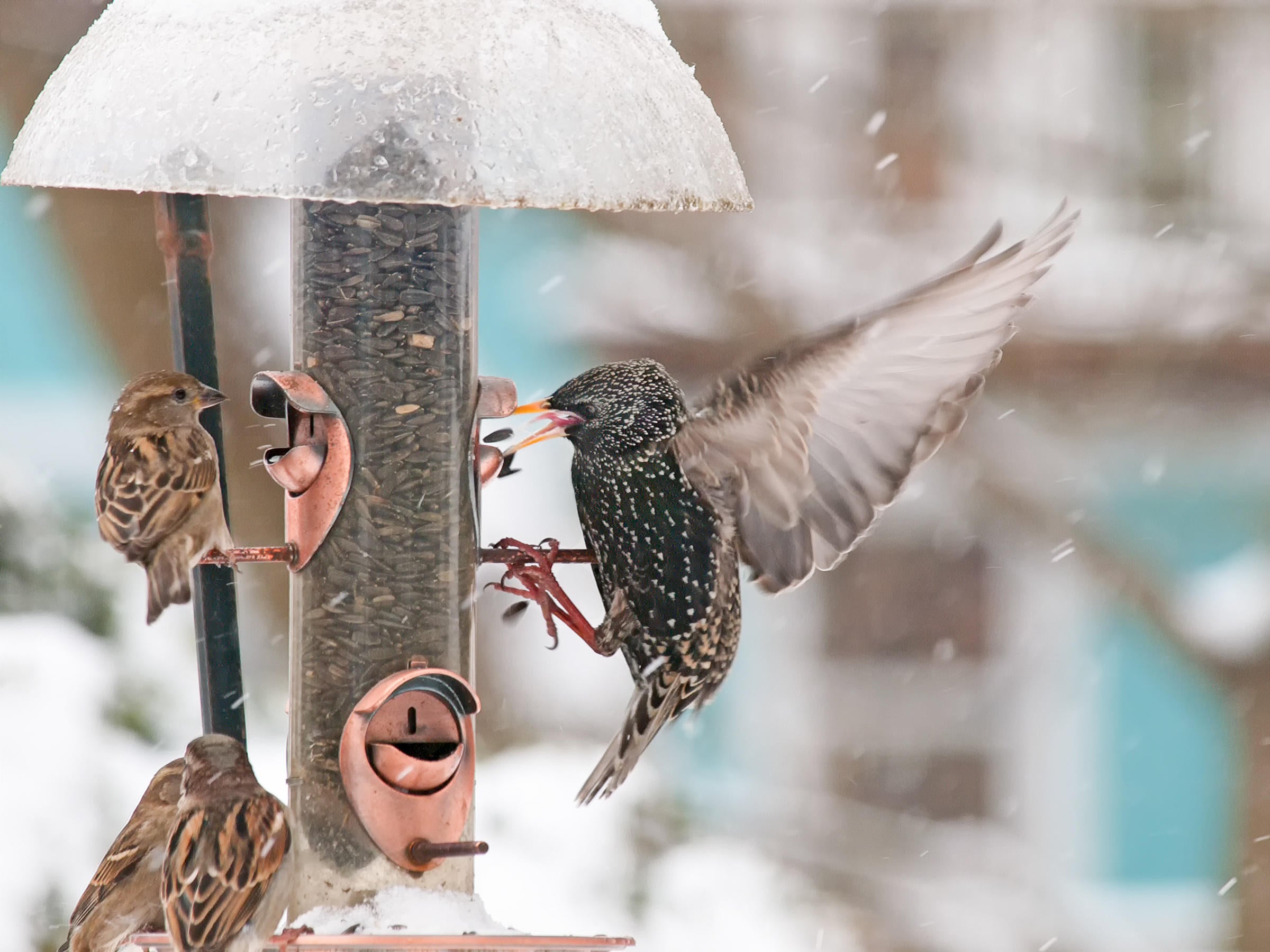 How to Find Birdseed for Wild Birds