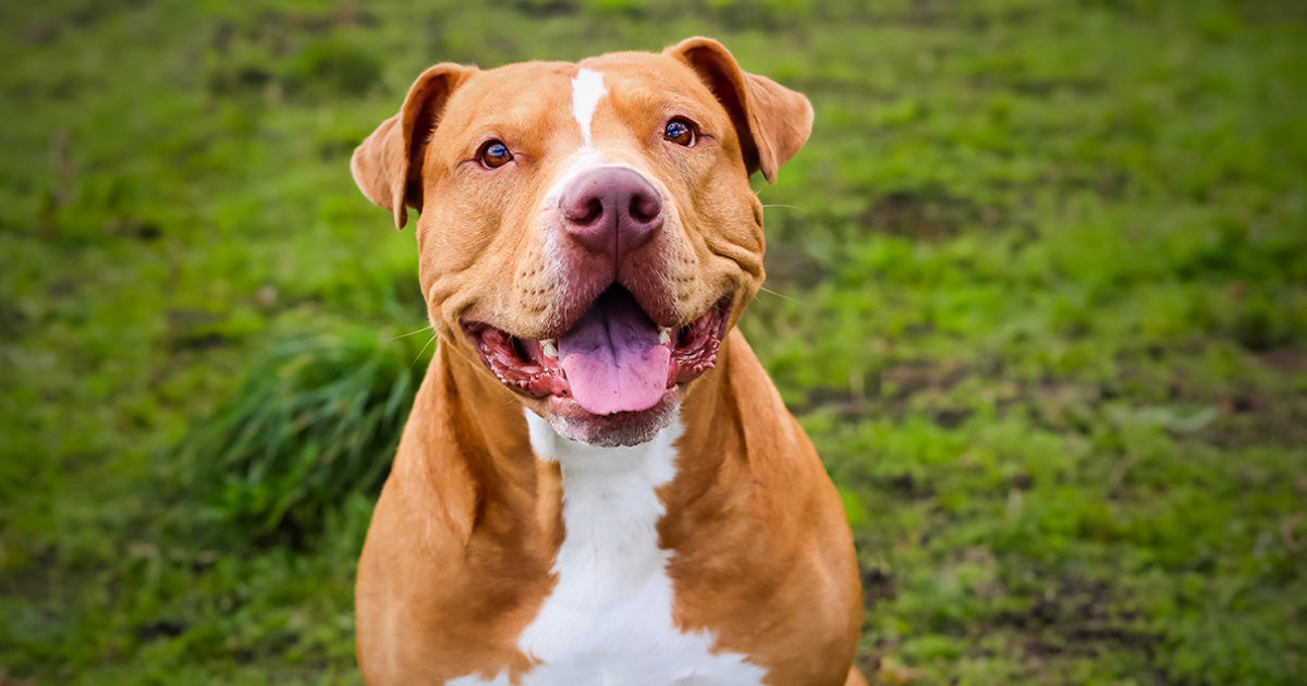 More Than Just Treats Christmas Gifts for Rescue Dogs