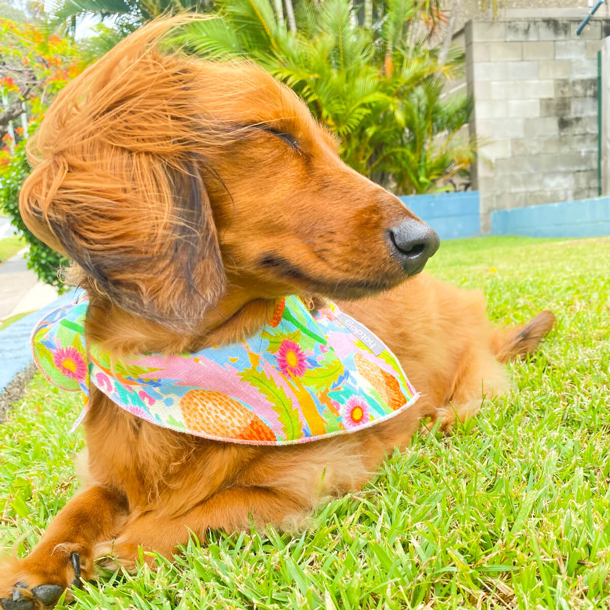 Your Pup's Holiday Style Christmas-Themed Dog Bandanas