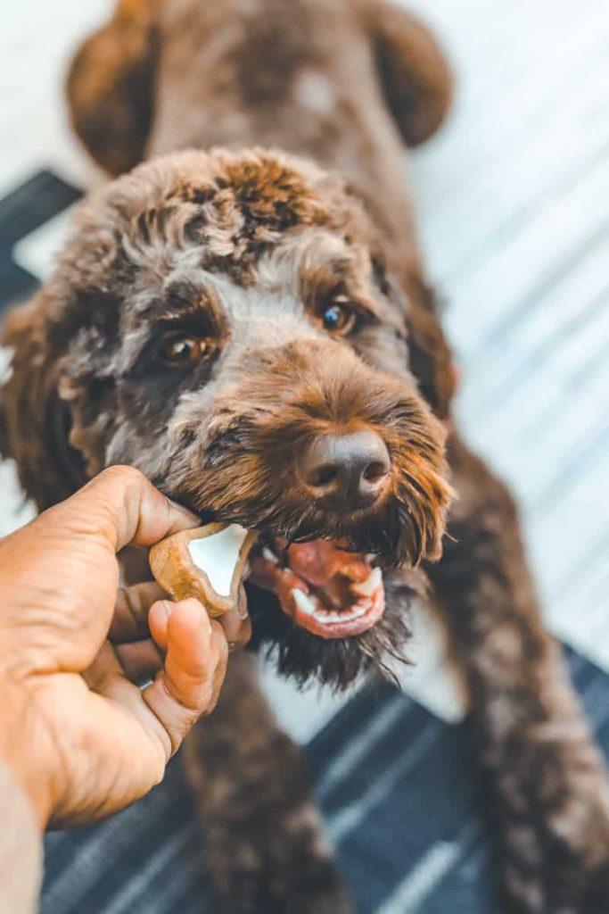 A Paw-some Guide to Healthy Dog Christmas Treats