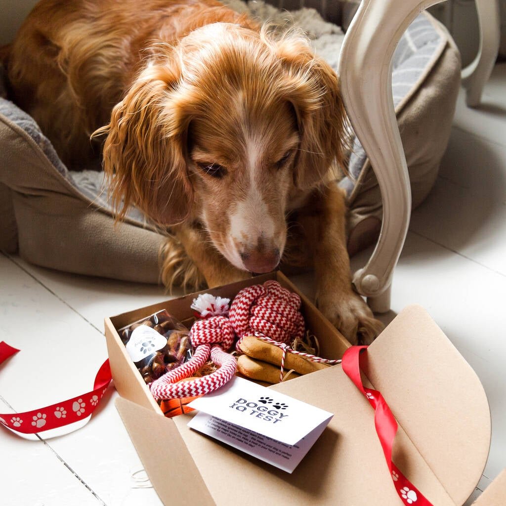 Spreading Holiday Cheer Christmas Pet Gifts