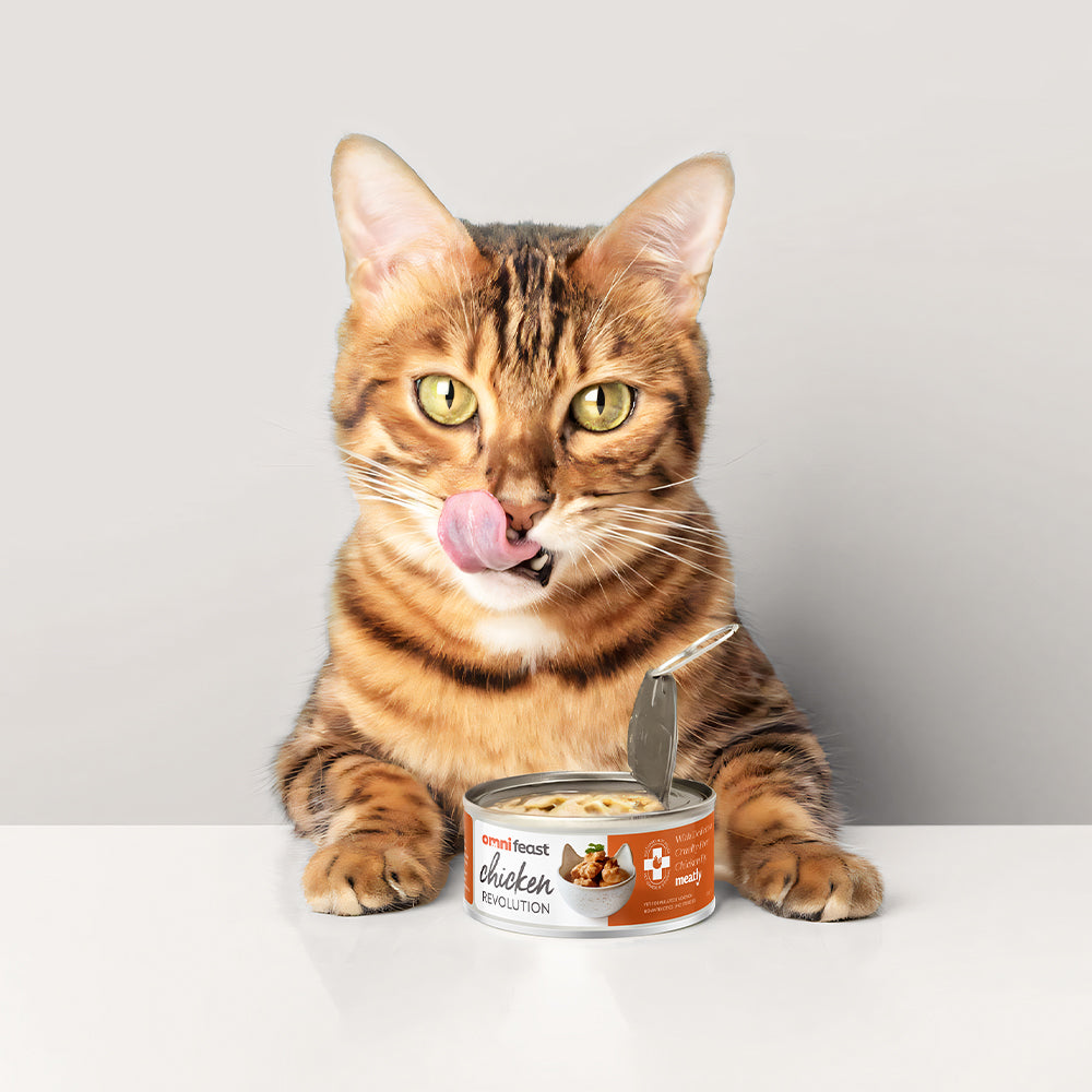 Choosing the Right Pet Food Bowl A Comprehensive Guide