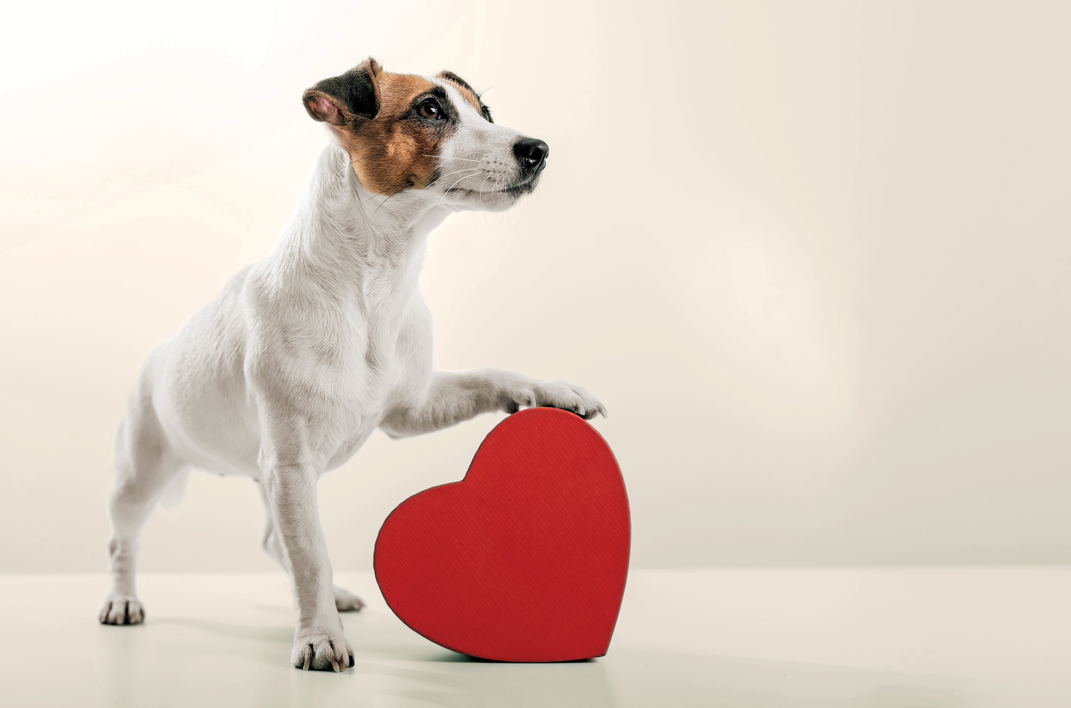 A Wagging Tail of Christmas Cheer Small Dog Gifts