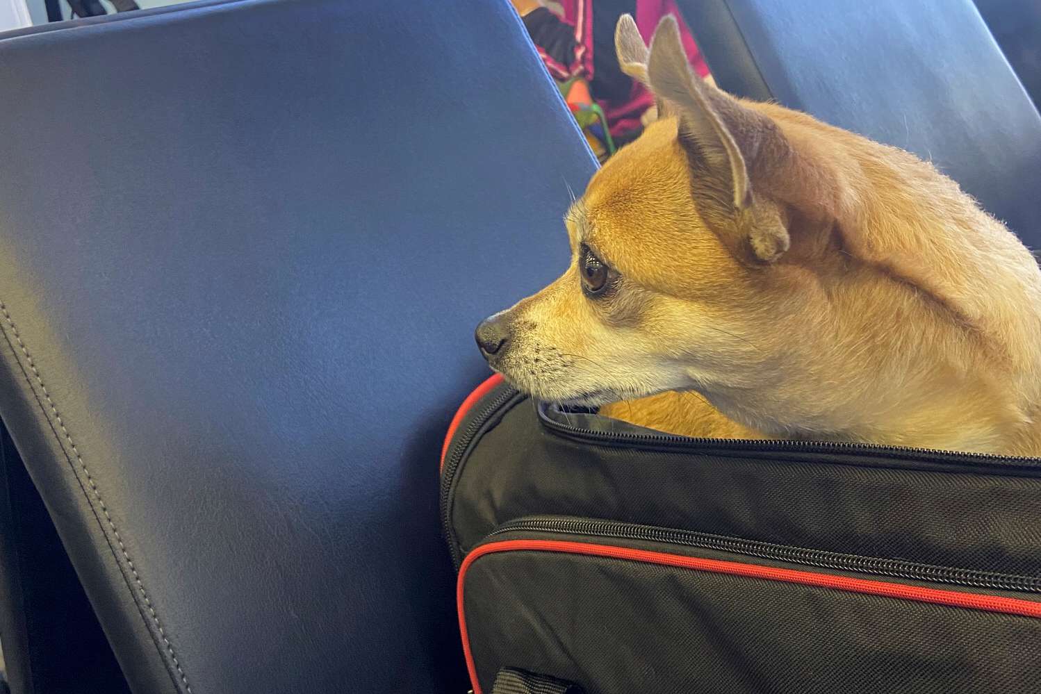 How to Find the Best Pet Carriers