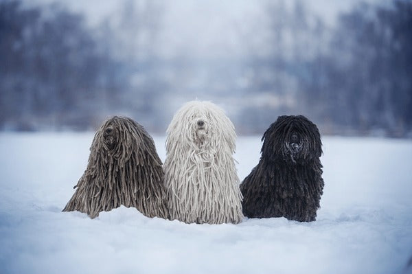Spoil Your Furry Friend This Christmas Dog Grooming Gifts
