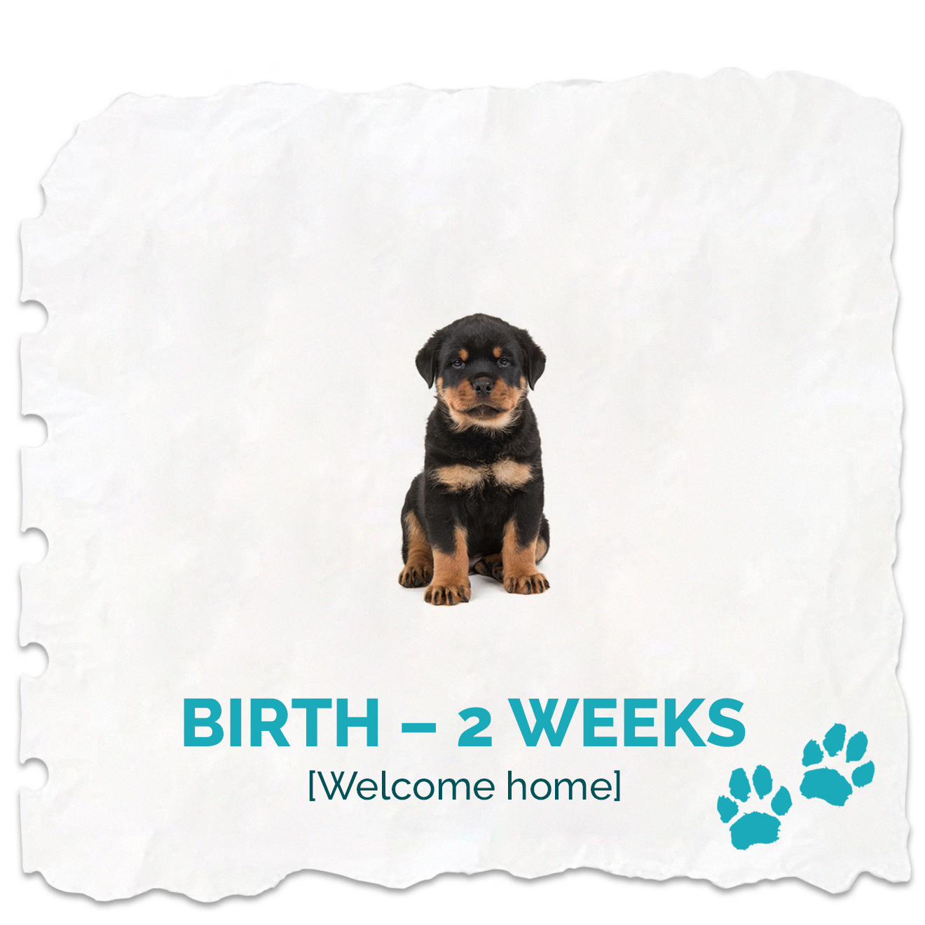 Birth - 2 Weeks (Welcome Home)
