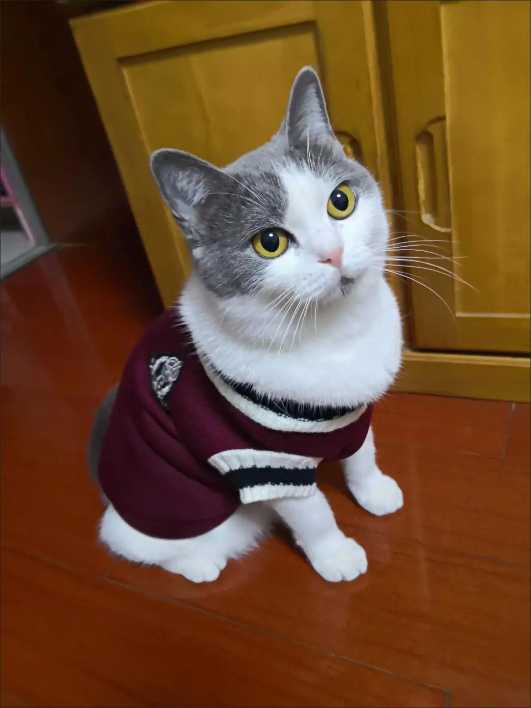 Hand Knitted Cat Sweater "Folklore", Taylor Cat Cardigan, Handmade Wool Cable Knit Jumper for Small Dog, Pet Clothes for Kitten or Puppy, Gift For Pet 61