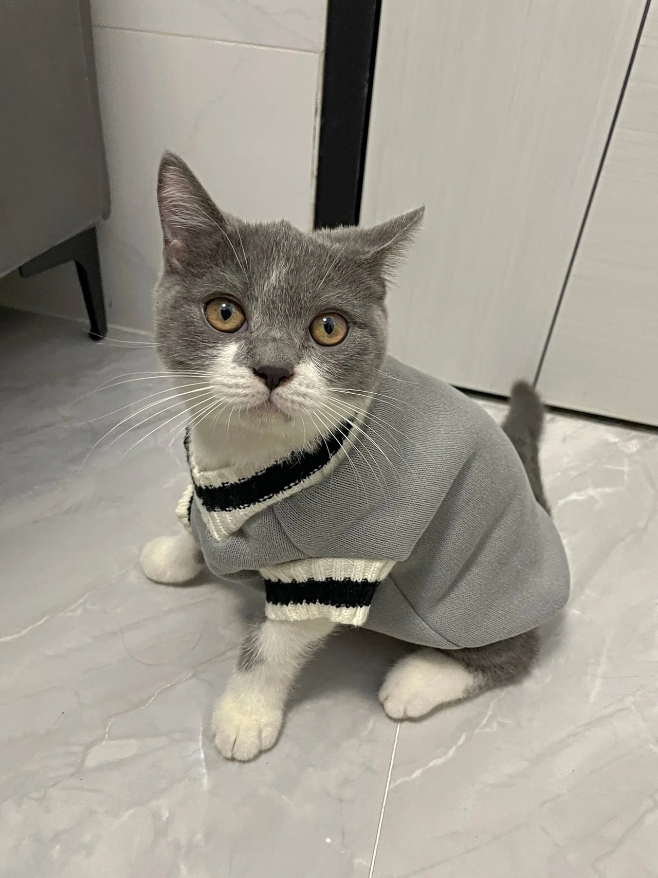 Hand Knitted Cat Sweater "Folklore", Taylor Cat Cardigan, Handmade Wool Cable Knit Jumper for Small Dog, Pet Clothes for Kitten or Puppy, Gift For Pet 61