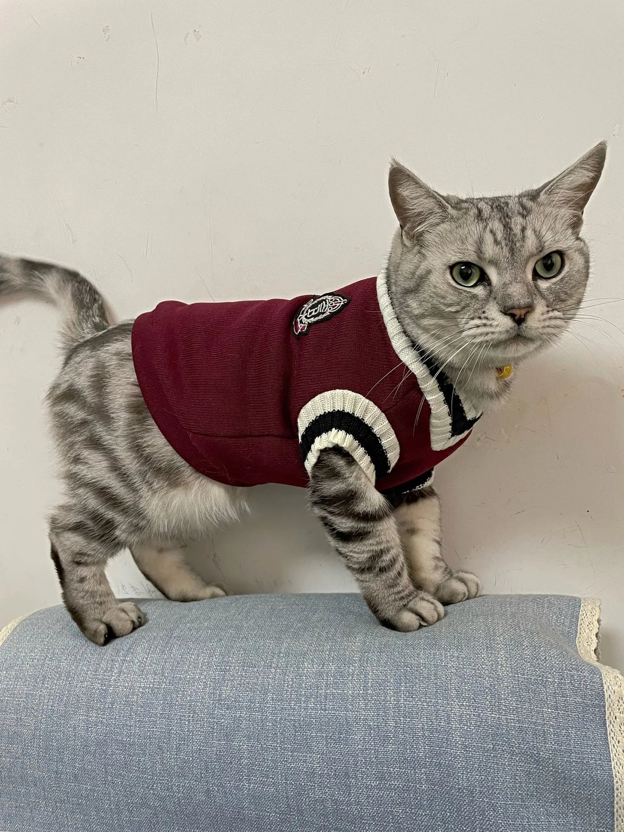 Hand Knitted Cat Sweater "Folklore", Taylor Cat Cardigan, Handmade Wool Cable Knit Jumper for Small Dog, Pet Clothes for Kitten or Puppy, Gift For Pet 61