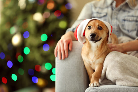 Unleashing the Festive Fun Hilarious Dog Christmas Gifts to Make Your Pup's Tail Wag