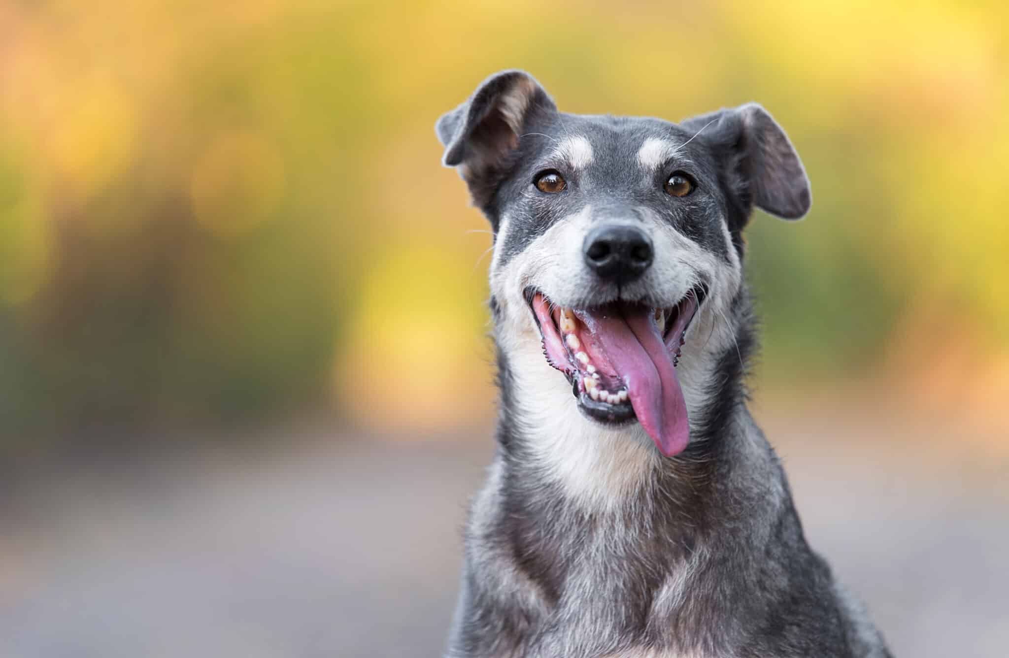 Maintaining Your Dog's Dental Health A Comprehensive Guide