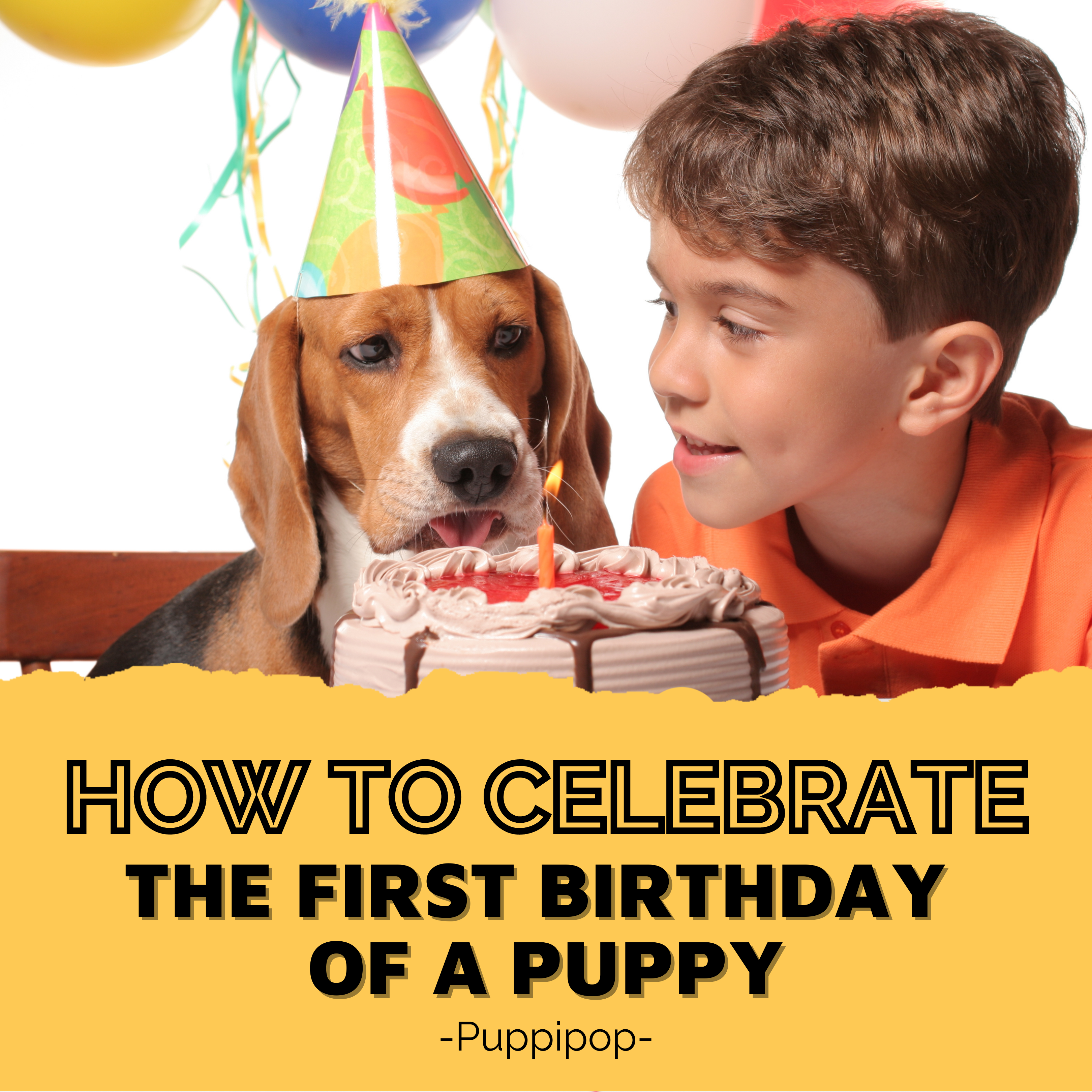 HOW TO CELEBRATE THE FIRST BIRTHDAY OF PUPPY