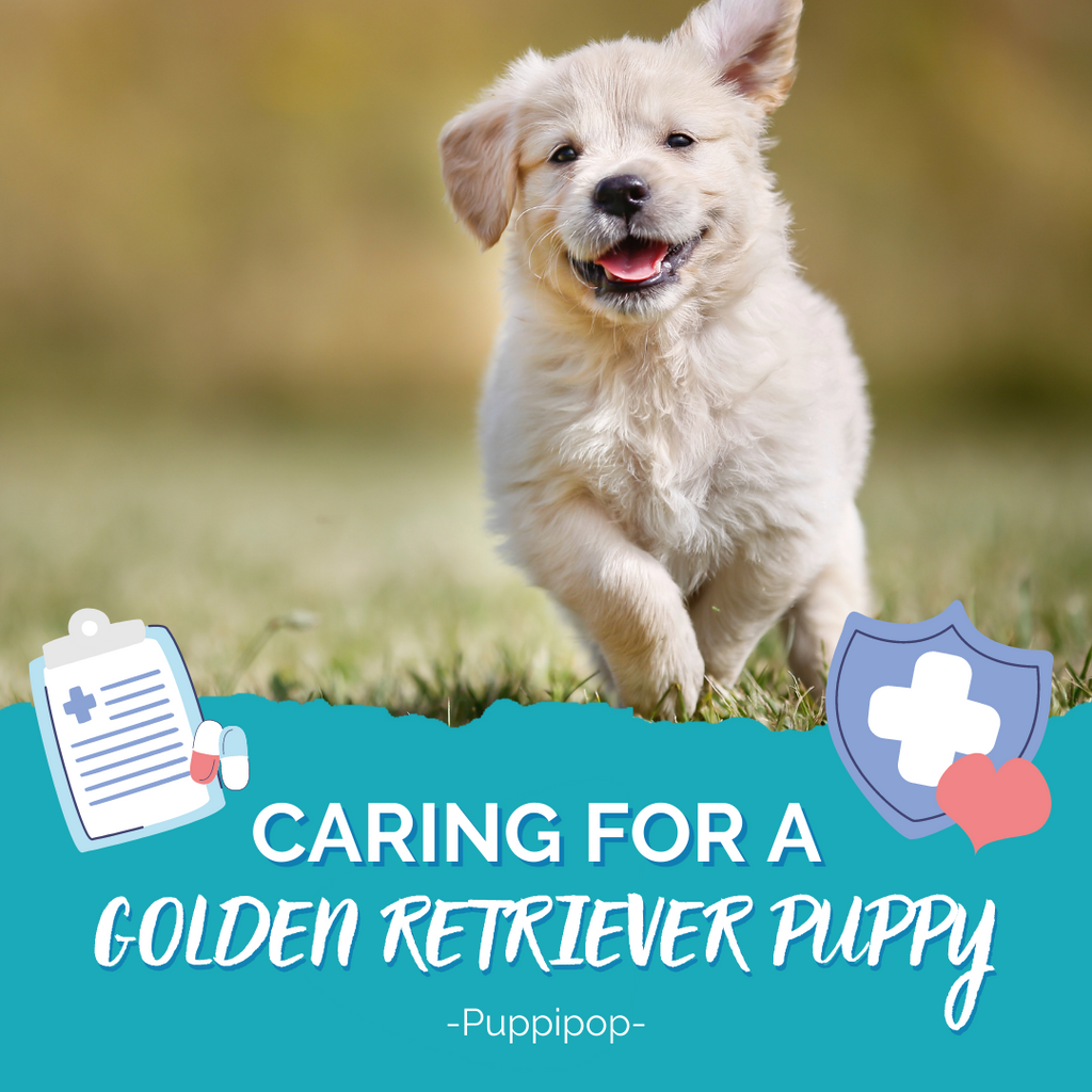 CARING FOR A GOLDEN RETRIEVER PUPPY Puppipop