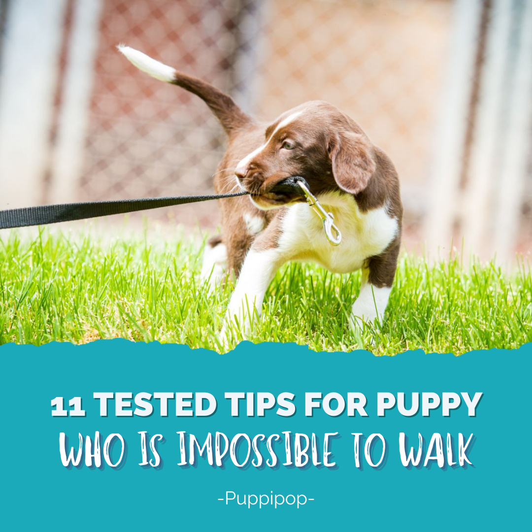 11 TESTED TIPS FOR PUPPY WHO IS IMPOSSIBLE TO WALK