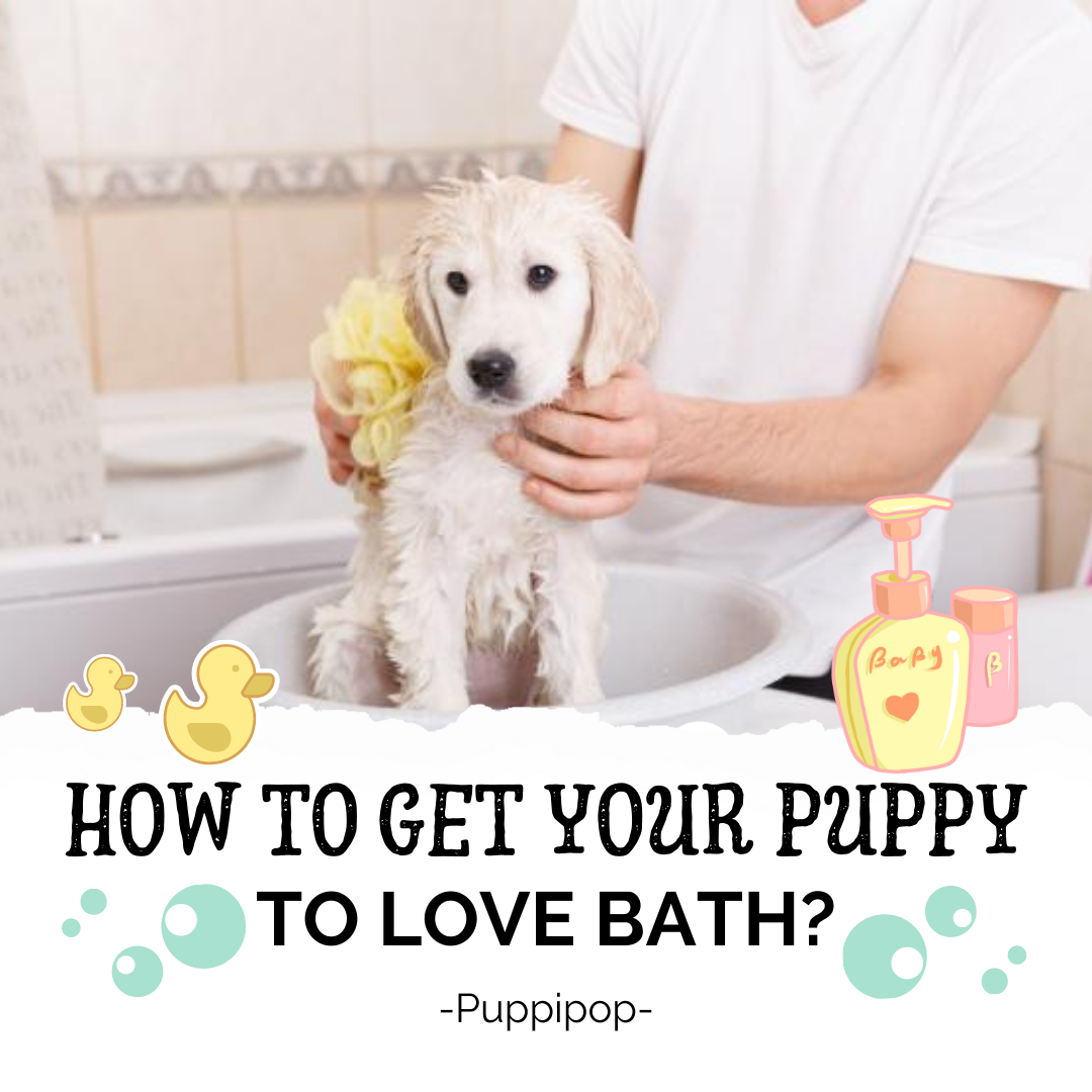 HOW TO GET YOUR PUPPY TO LOVE BATH?