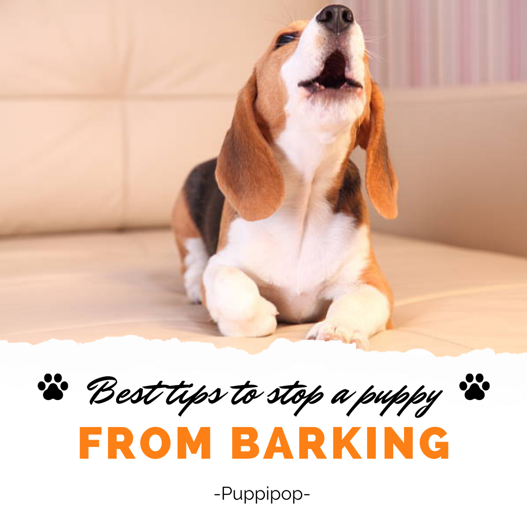 BEST TIPS TO STOP A PUPPY FROM BARKING