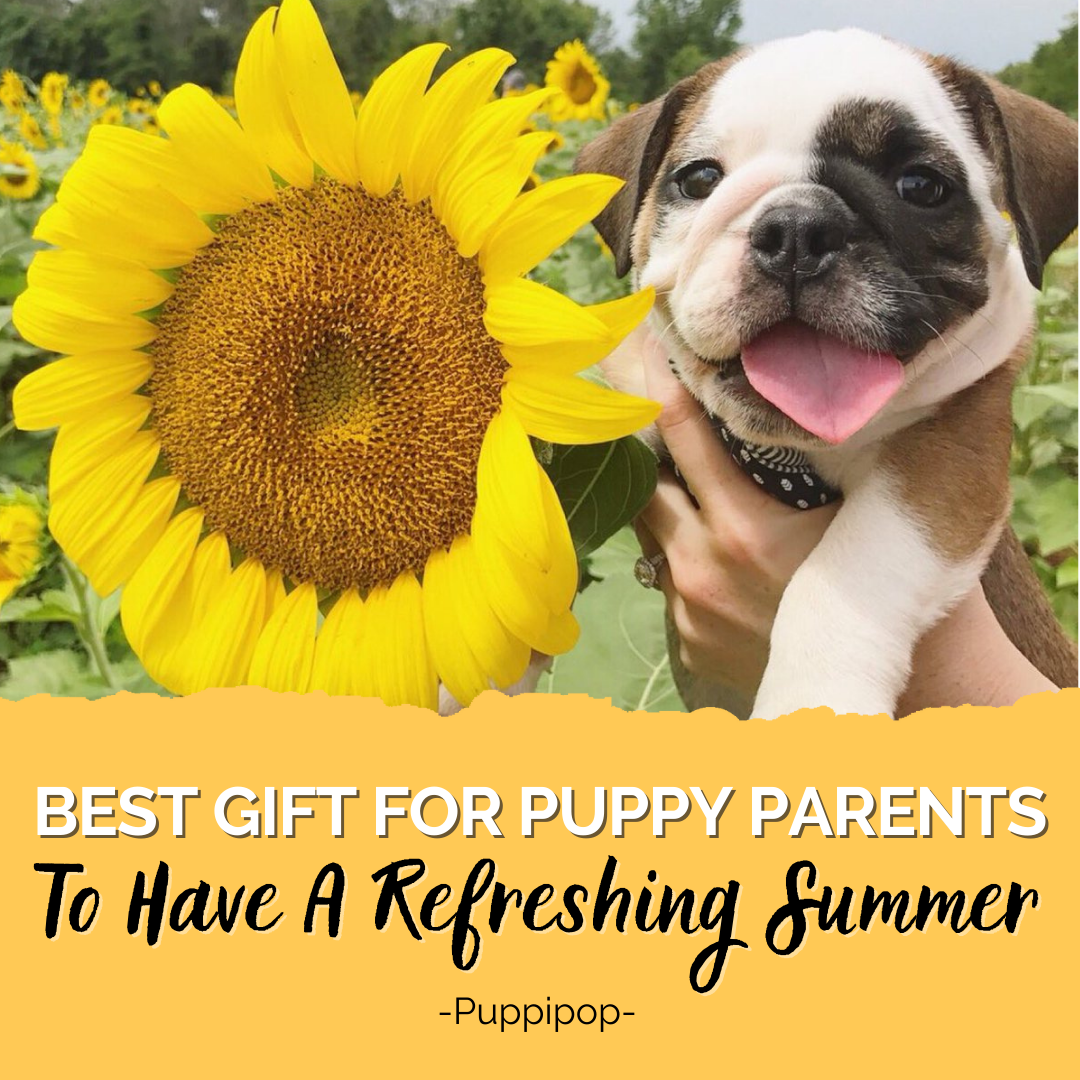 BEST GIFT FOR PUPPY PARENTS TO HAVE A REFRESHING SUMMER