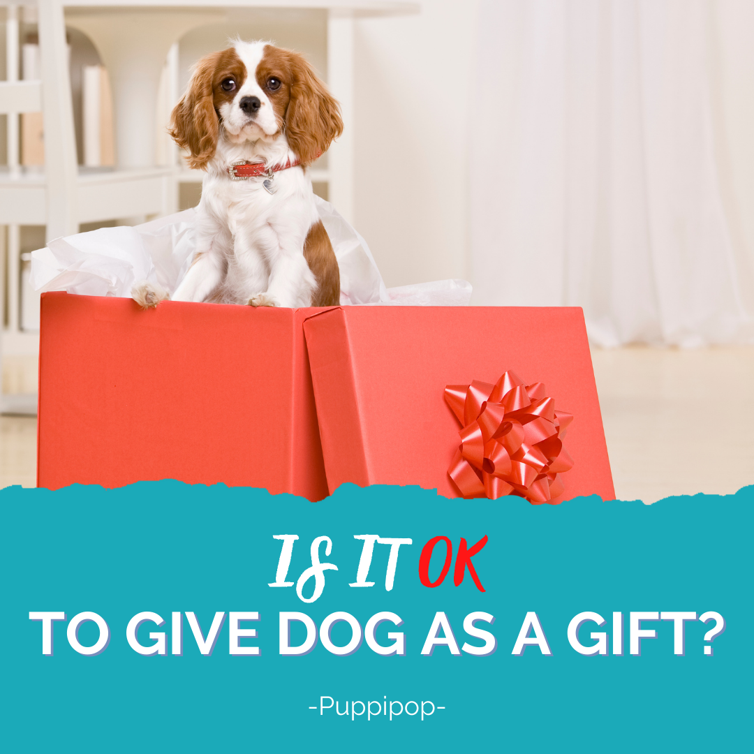 IS IT OK TO GIVE DOG AS A GIFT?