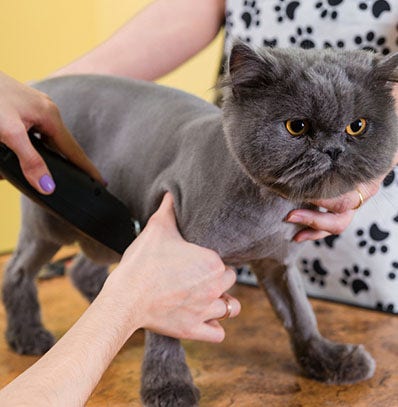 How to Groom a Long-Haired Cat Tips and Tricks for Keeping Your Furry Friend Looking Fabulous