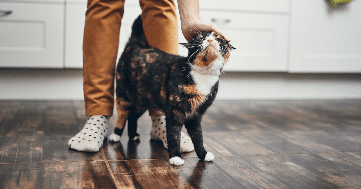 Title Creating a Cat-Friendly Home