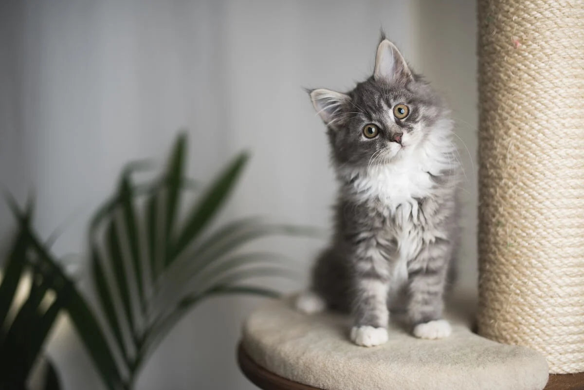 How to Find Interactive Cat Toys Keeping Your Feline Friend Entertained and Engaged