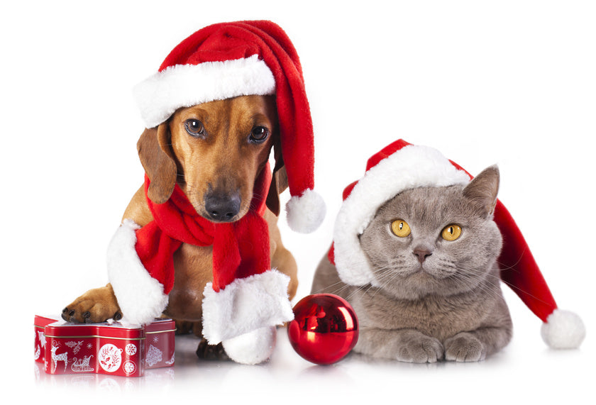 Holiday Cheer, Pet-Safe Gear A Guide to Gifting for Your Furry Family