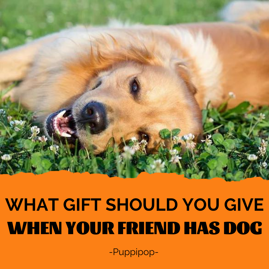 WHAT GIFT SHOULD YOU GIVE WHEN YOUR FRIEND HAS A PUPPY?