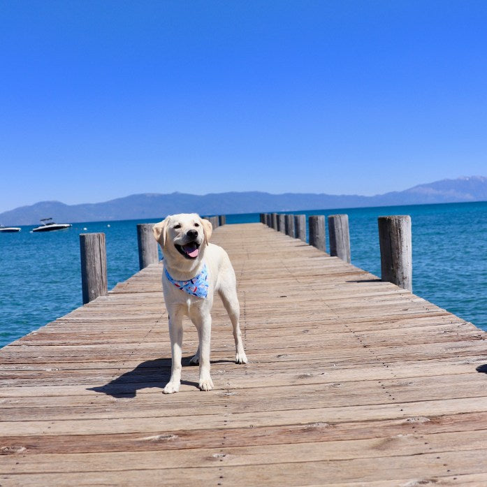 Plan an Unforgettable Vacation with Your Furry Friend Uncovering Pet-Friendly Destinations