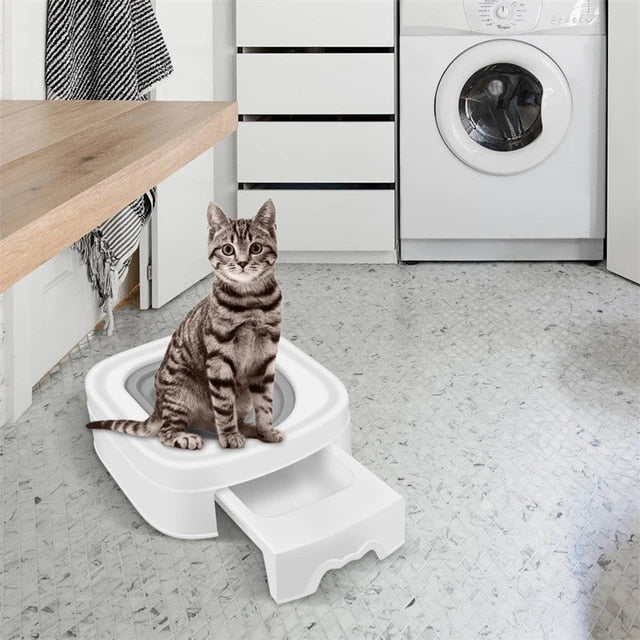 How to Train a Kitten to Use a Litter Box