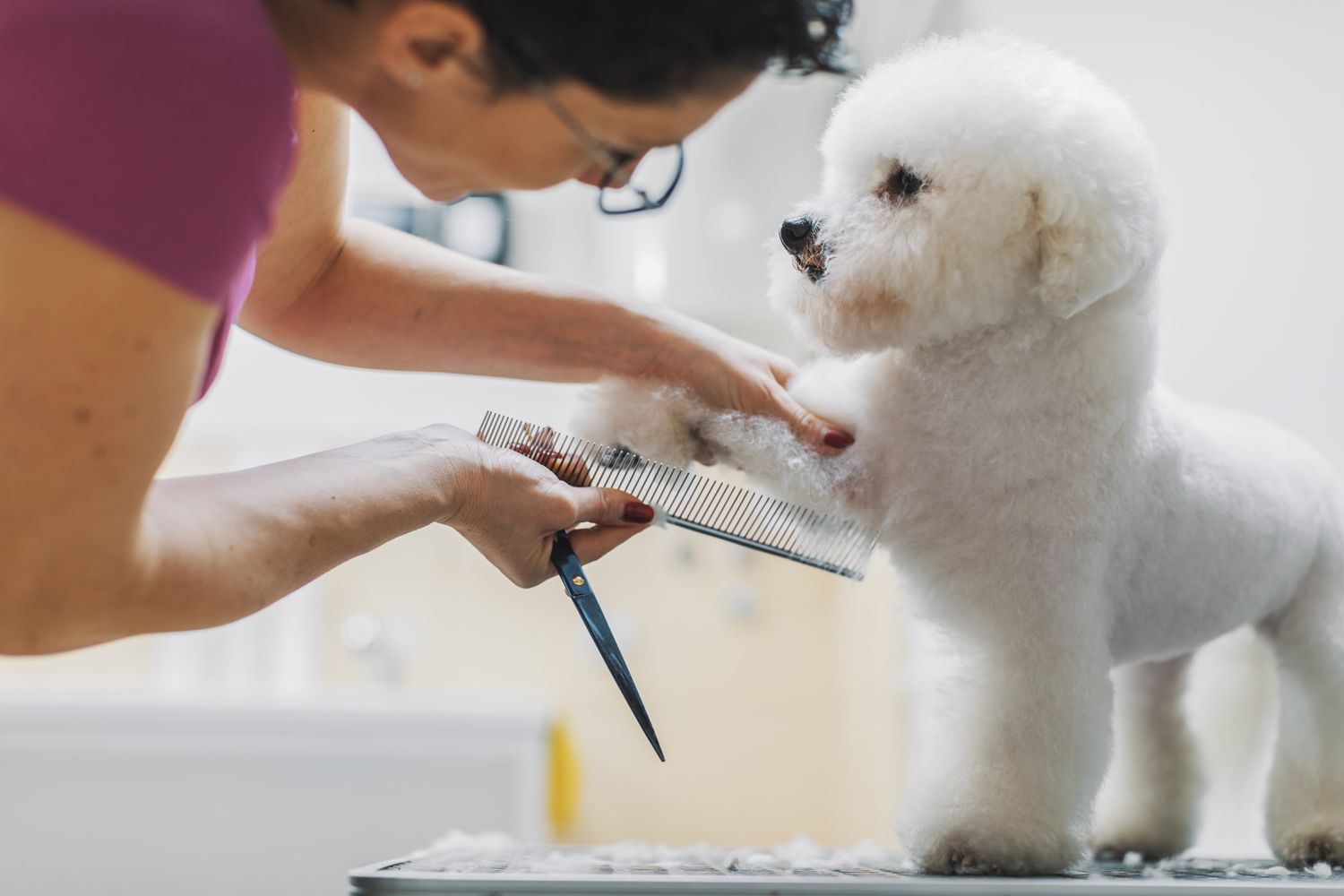 How to Select a Pet Grooming Service A Comprehensive Guide