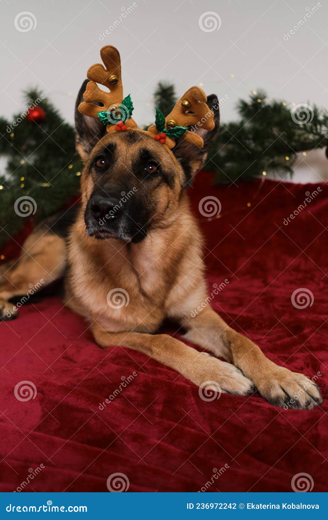 A Paw-some Christmas Choosing the Perfect Festive Dog Bed