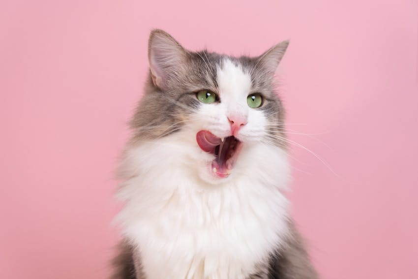 How to Prevent Hairballs in Cats Tips and Tricks for a Healthy Feline Friend