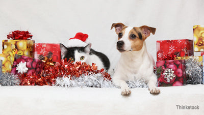 Spoil Your Furry Friend The Ultimate Holiday Gift Guide for Dogs