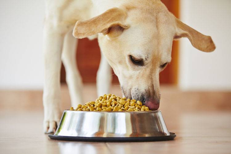 How to Choose the Best Dog Food A Comprehensive Guide