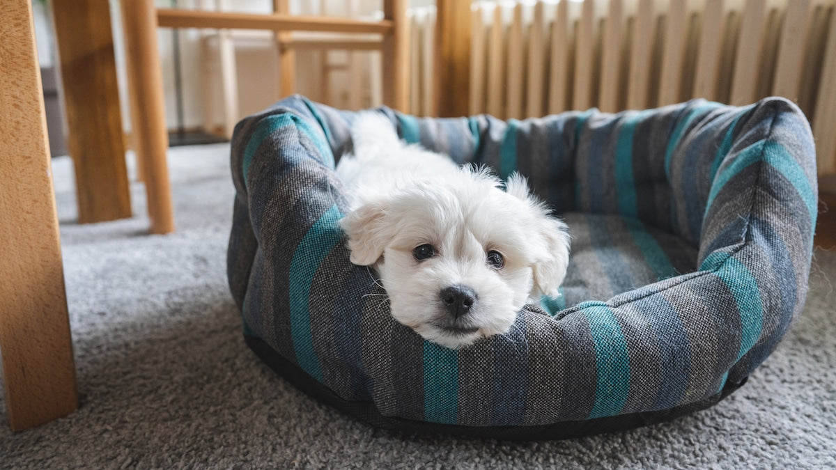How to Pick a Chew-Proof Dog Bed A Comprehensive Guide