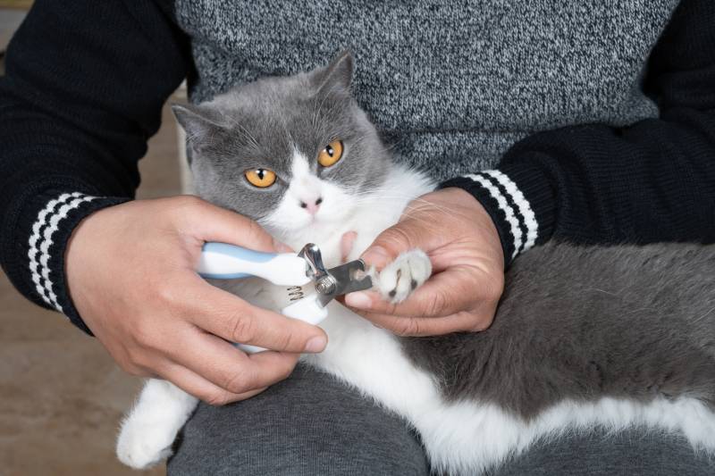 How to Trim Your Cat's Claws A Comprehensive Guide