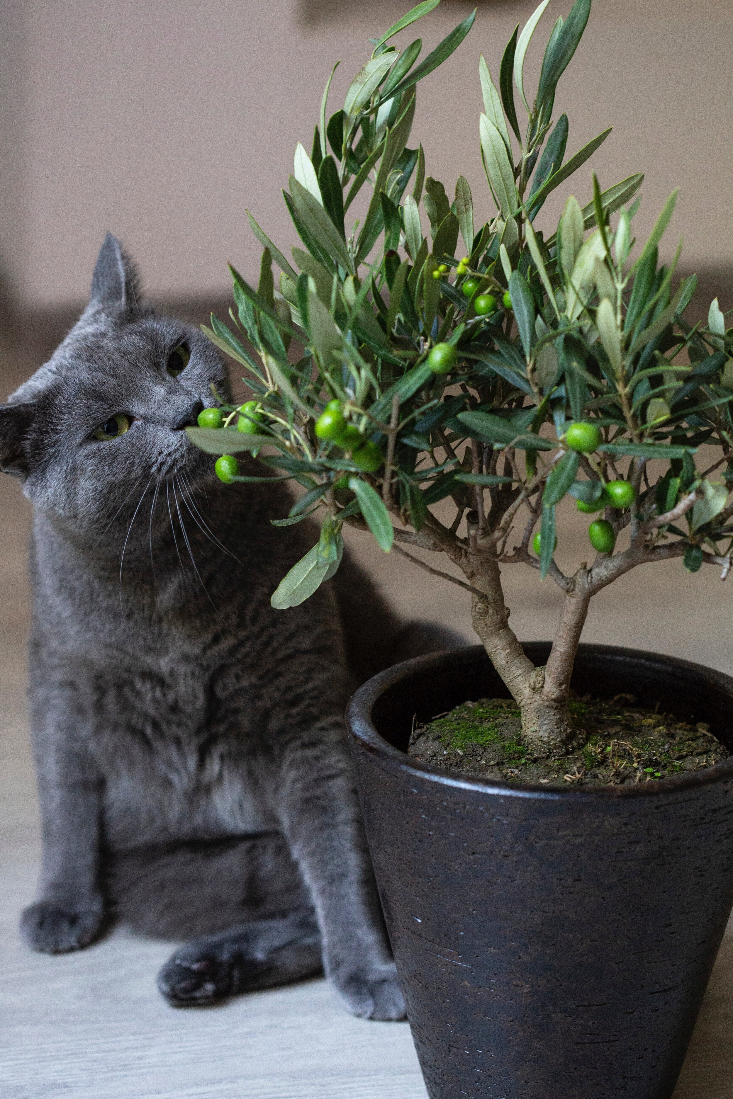 How to Choose Pet-Safe Houseplants A Guide for Pet Owners