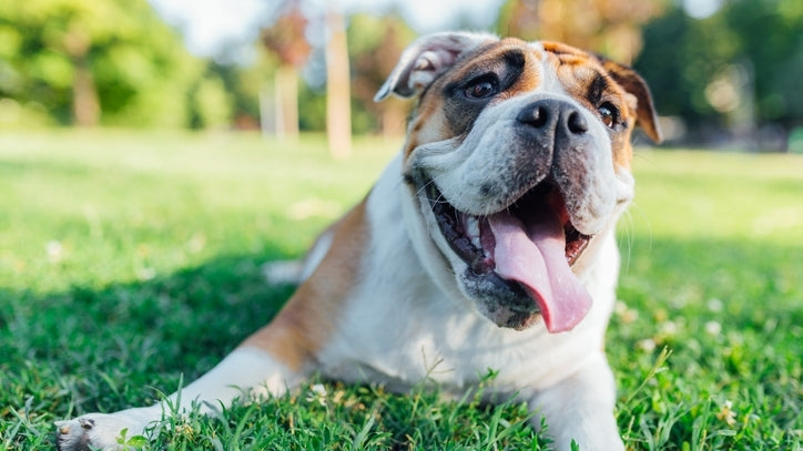 A Paw-some Guide to Christmas Dog Stocking Stuffers Spoil Your Pup This Holiday Season