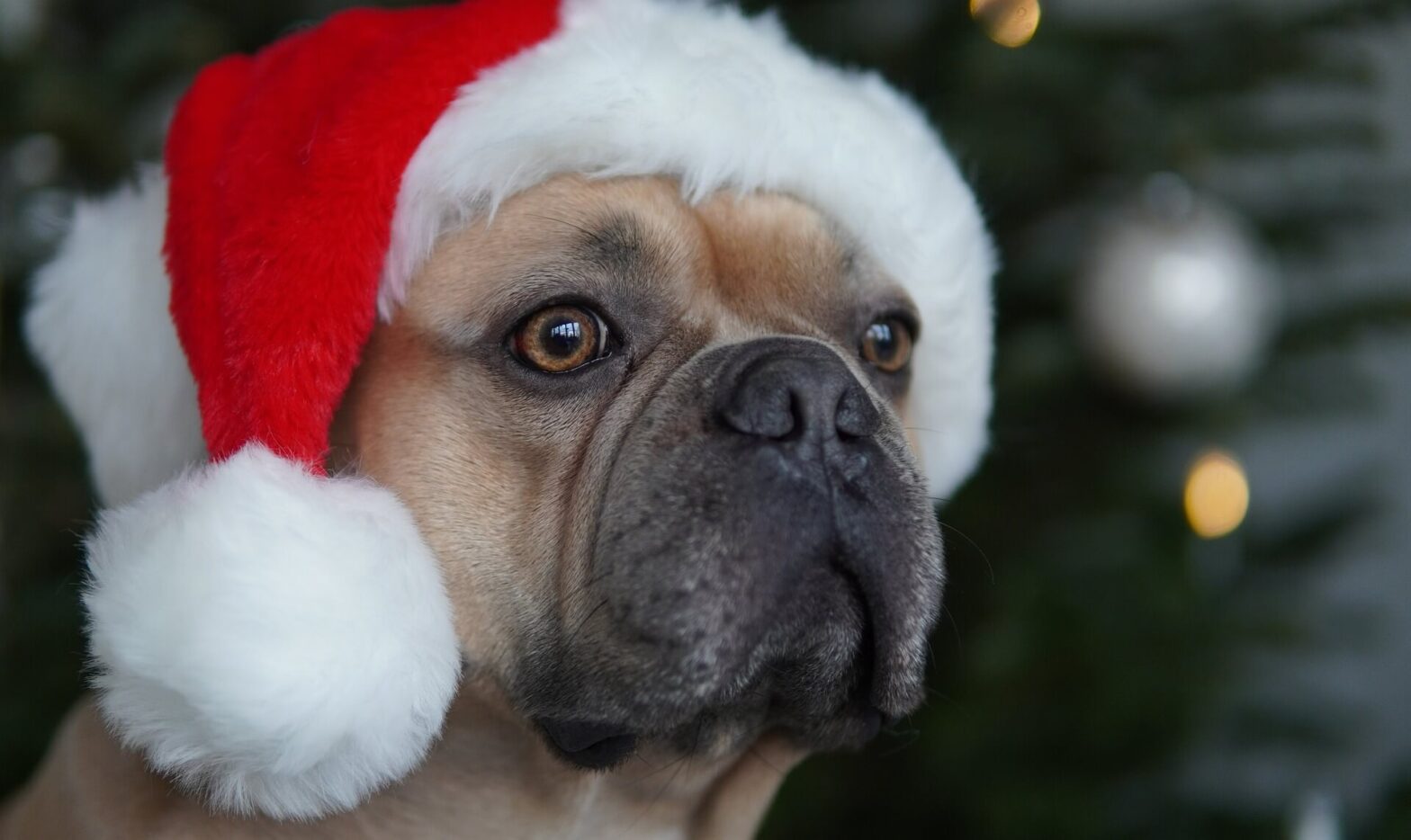 Christmas Cheer on a Budget  Budget-Friendly Dog Gifts