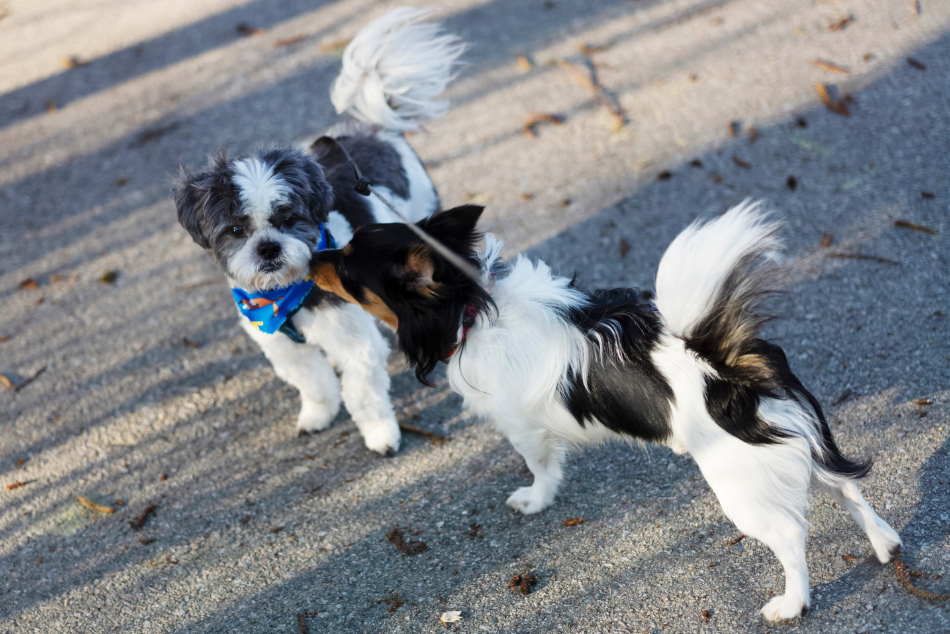 How to Socialize a New Puppy