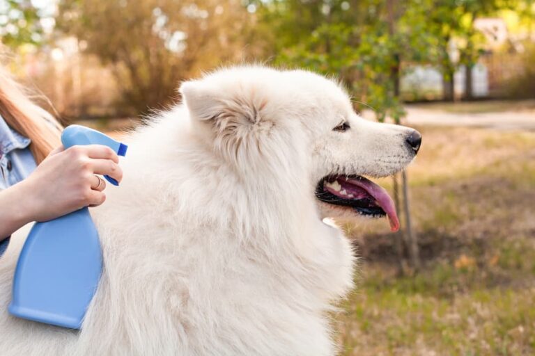 How to Choose the Right Flea and Tick Prevention for Your Pet