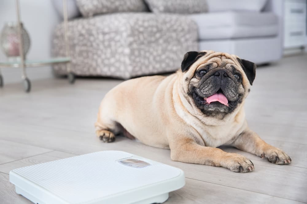 How to Prevent Dog Obesity Tips and Techniques for a Healthy Pup