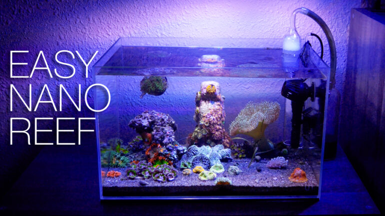 How to Maintain a Saltwater Aquarium A Comprehensive Guide