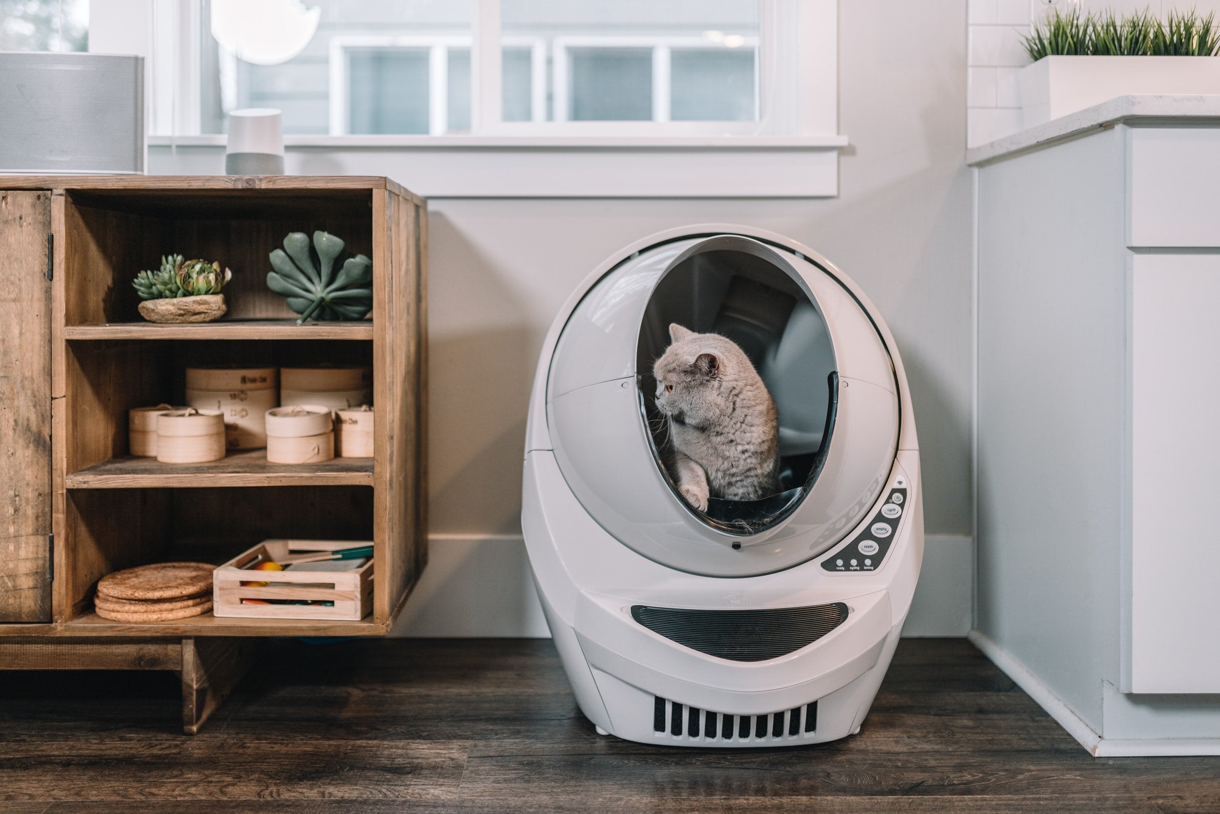 How to Choose the Right Cat Litter Box