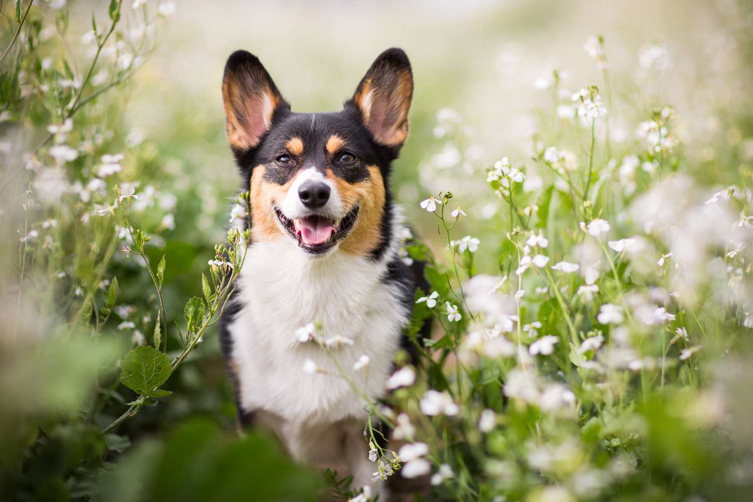 How to Create a Pet-Friendly Garden Tips and Tricks for Happy Pets and Beautiful Gardens