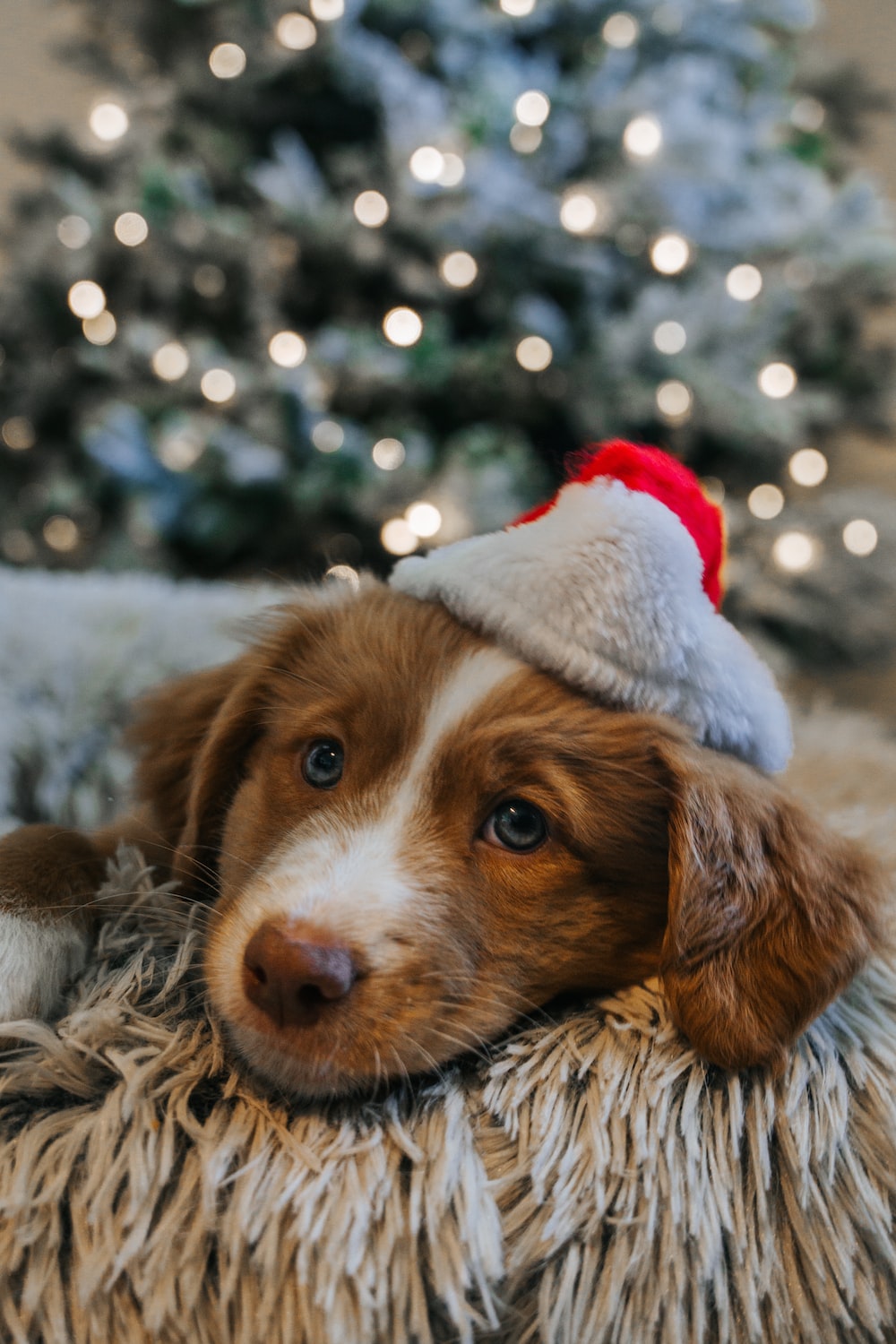 A Tail-Wagging Guide to Christmas Dog Bones Treats, Toys, and Festive Fun