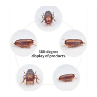 Thumbnail for 3 Pcs Funny Simulation of Cockroaches Pet Cat Dog, Kitten Interactive Training Play Toy 96