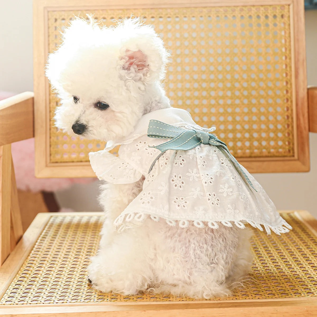 Dog Lace Summer cotton Dress pattern, Cat summer dress, Pet dress, cute dog dress, dog clothes pattern, dog white wedding dress 397